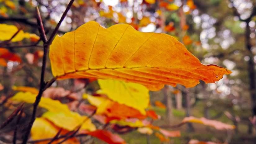 Autumn colours fondo