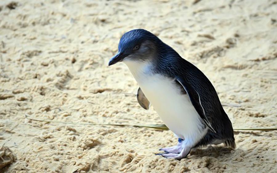 Fondo Pinguino
