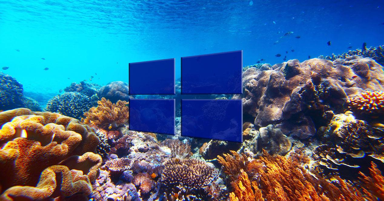 Nuevos Temas 4k De National Geographic Para Personalizar Windows 10