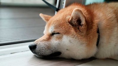 Perro día mundial
