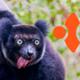 Ubuntu Indri