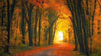 Fondo de bosque en otoño