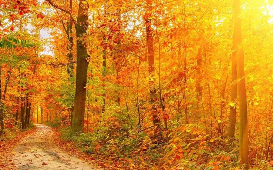 Tema bosque en otoño con color amarillo