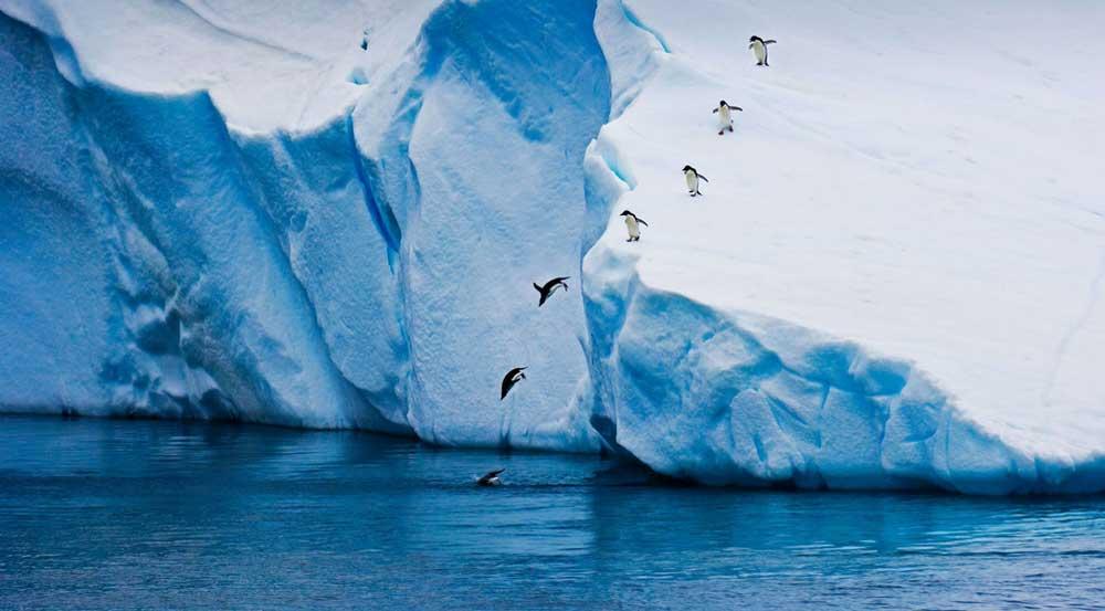 iceberg pingüinos
