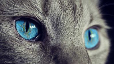 ojos photoshop