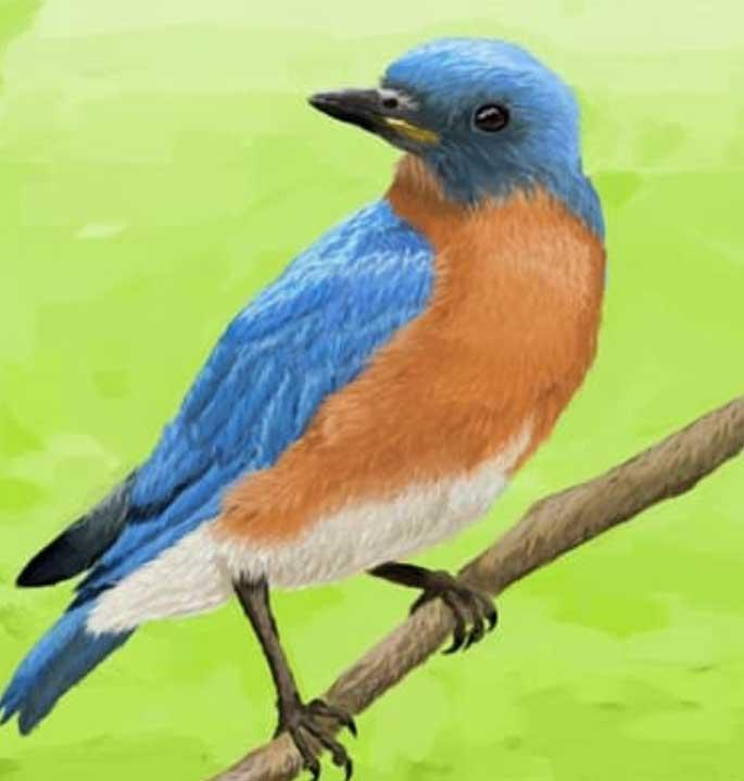 pájaro Paint