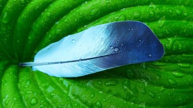 pluma photoshop
