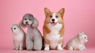 mascota amazon