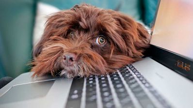 Perro teletrabajando