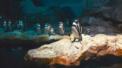 Linux gnome