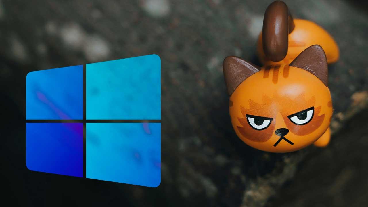 Windows con gato enfadado