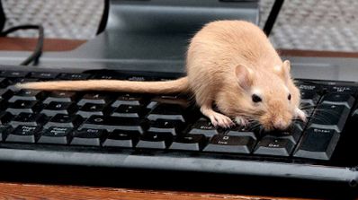 raton teclado