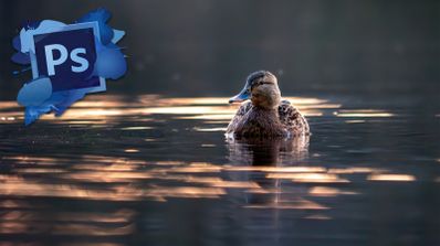 El programa para editar fotos, Adobe Photoshop, dispone de una función IA para eliminar los molestos reflejos de las imágenes en segundos.
