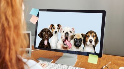 Fondo de pantalla con unos perros en un monitor.